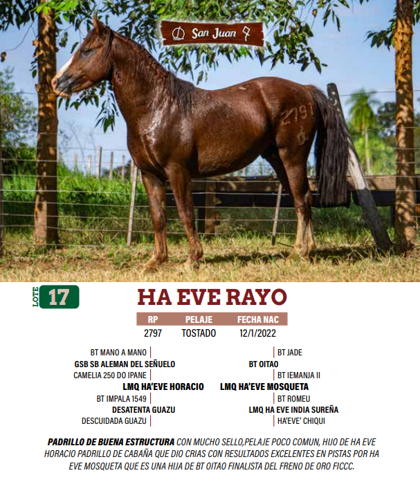 Lote LOTE 17