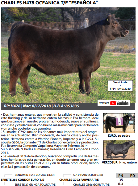 Lote VAQUILLONAS PEDRIGREE PREÑADAS