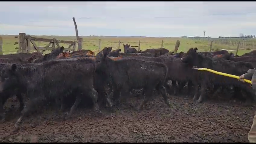Lote 57 Terneras en Ayacucho, Buenos Aires