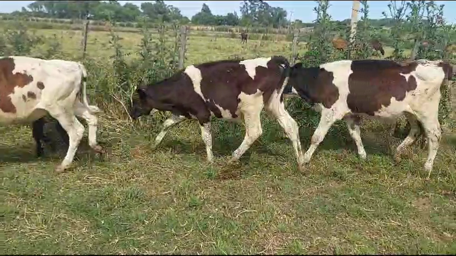 Lote 60 Terneros Holando a remate en Ultima Pantalla del Año - Escritorio Camy en a 7 Km de San Jose