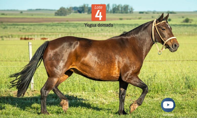 Lote DEL SILENCIO AVELLANA