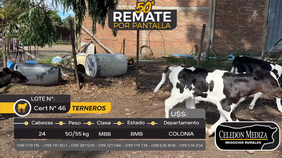 Lote 24 Terneros en ruta 50, Colonia