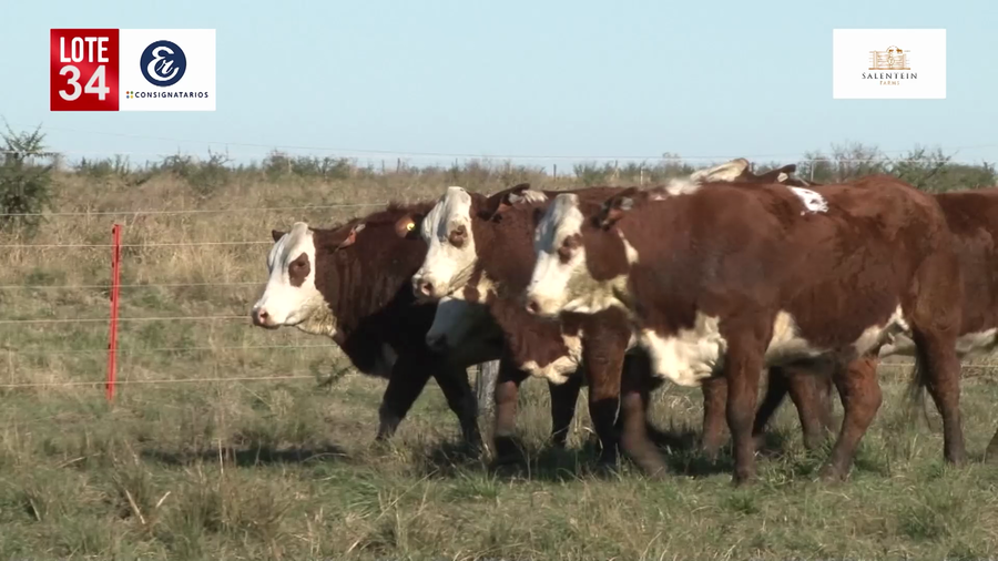 Lote Vaquillas Braford Planteleras Señal ´19-Preñadas IATF (17-12-2021) y Servicio Colectivo (27/12/21 al 05/02/22)