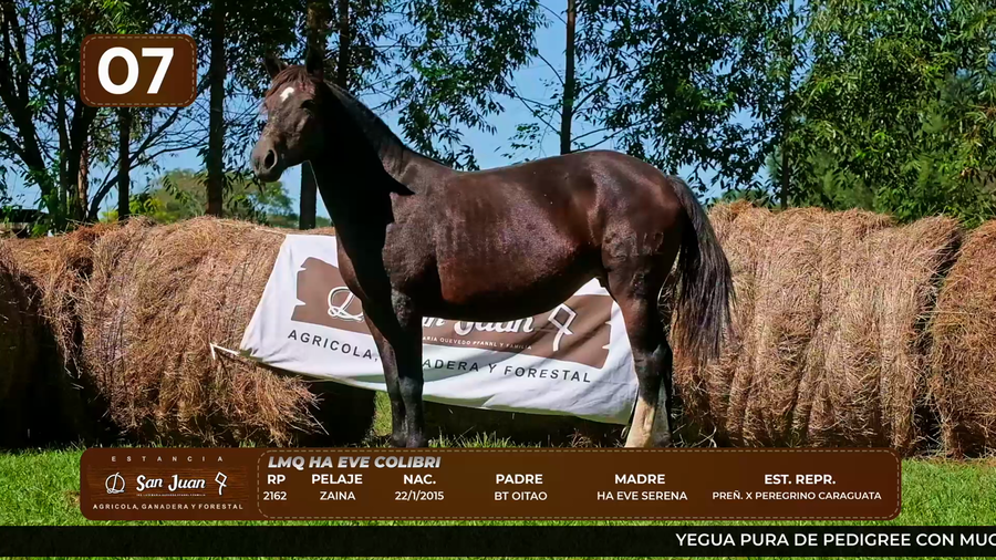 Lote LOTE 7