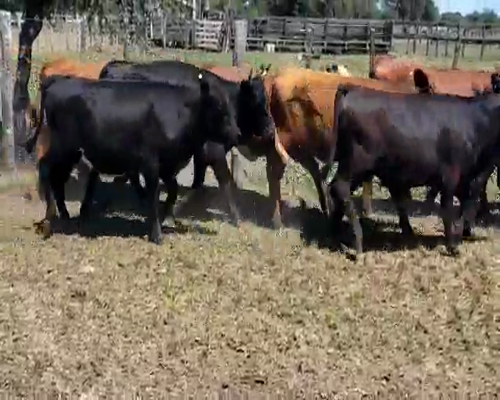 Lote 60 Terneros/as en Entre Ríos, Villaguay