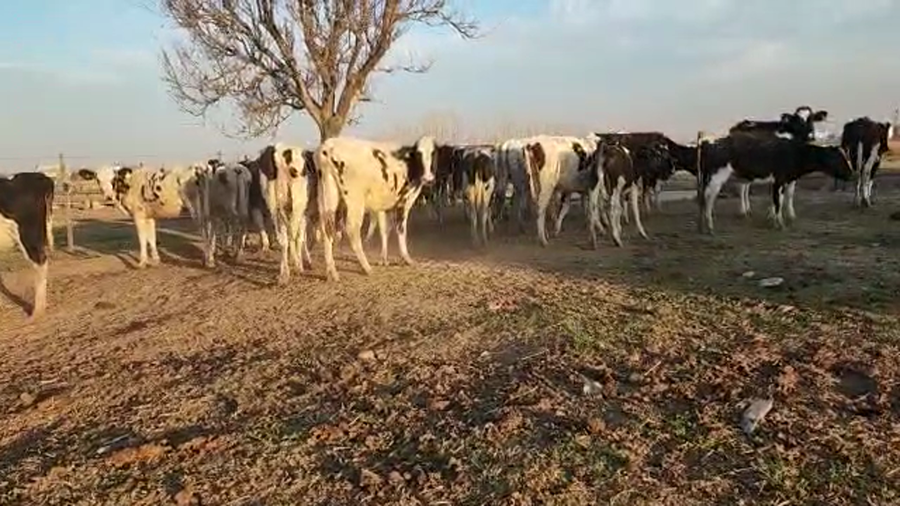 Lote La Nicolina - Terneras