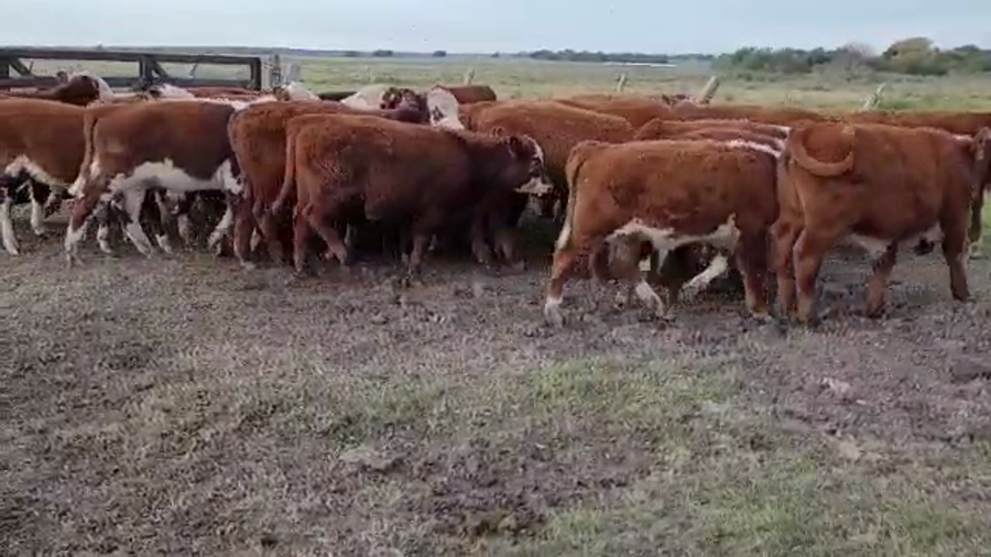 Lote 30 Terneros en Villaguay, Entre Ríos