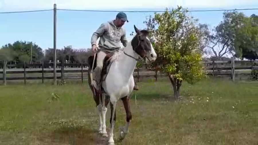 Lote (Vendido)Caballos TOBIANO a remate en PANTALLA FEDERICO GARLAND en JUAN GONZALEZ