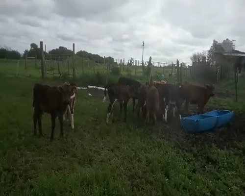 Lote 10 Terneros y Terneras HOLANDO ANGUS a remate en Pantalla Aniversario 100kg - , San José