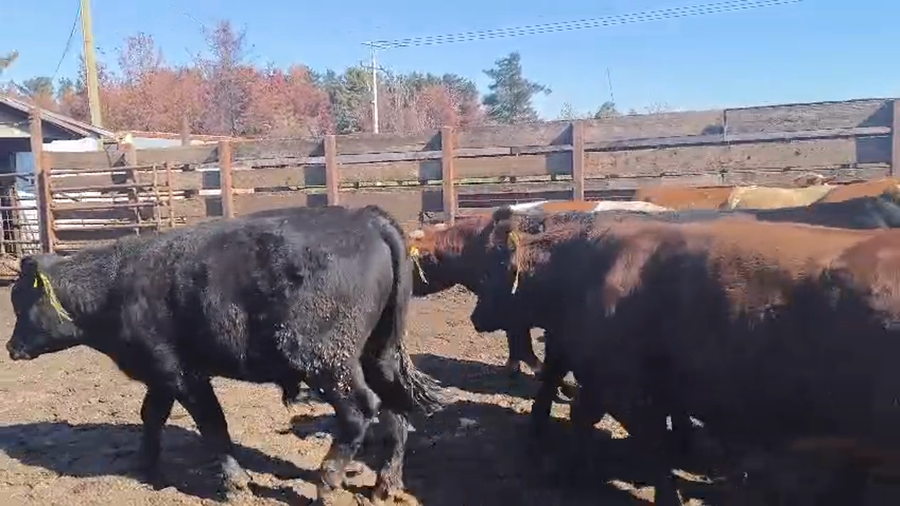 Lote 40 Novillo Gordo en Los Ángeles, VIII Región Biobío