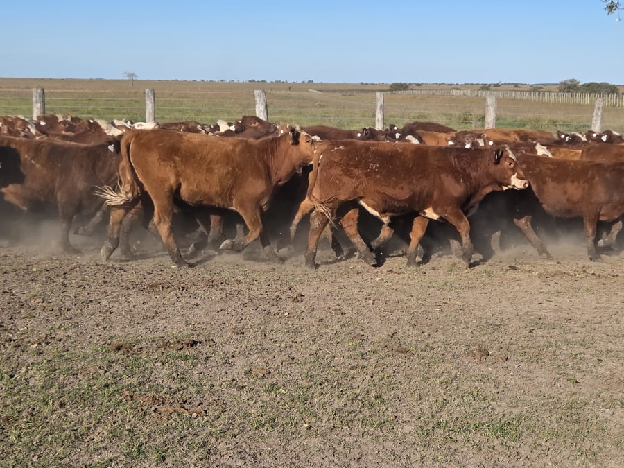 Lote 96 Terneros en Corrientes, Curuzu Cuatia