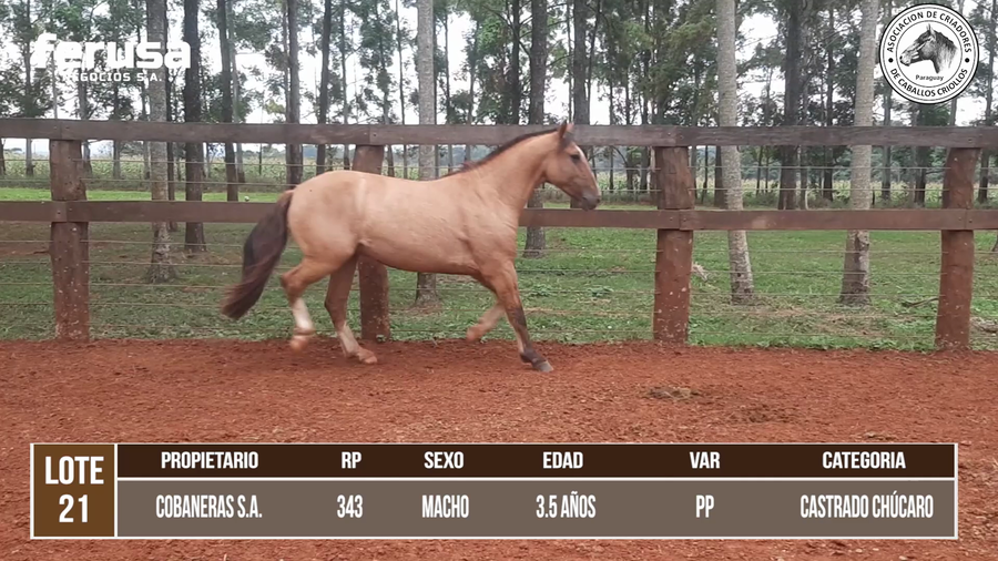 Lote LOTE 21 DE CAMPO