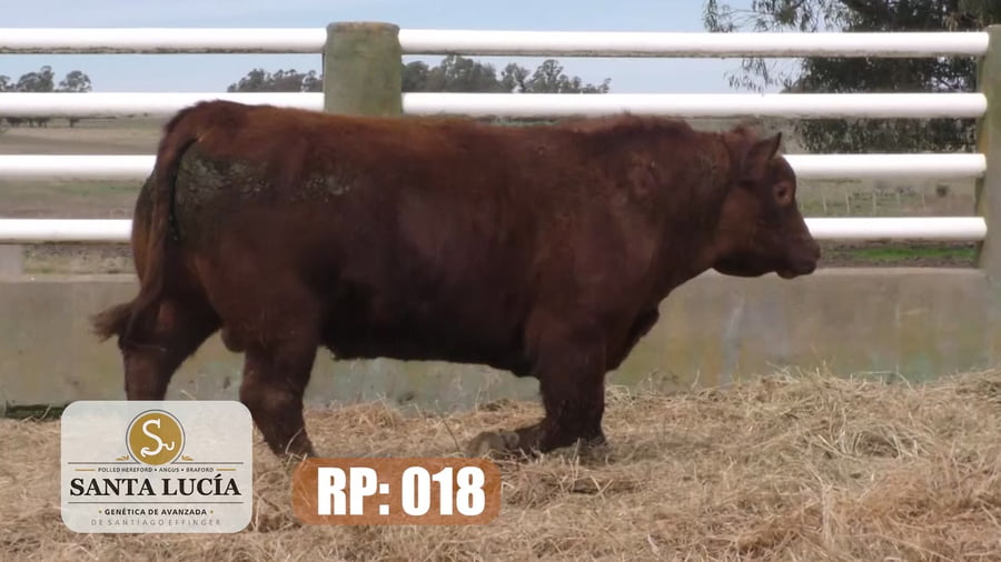 Lote Angus