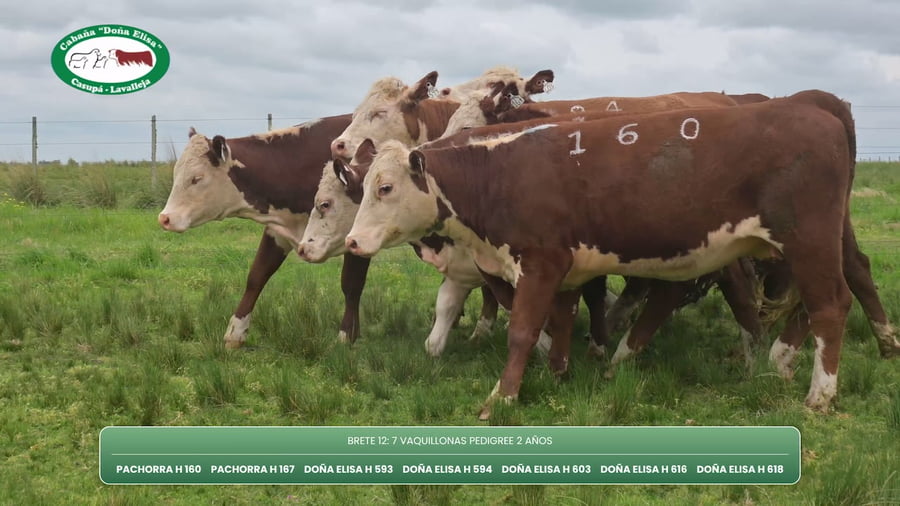 Lote VAQUILLONAS PEDIGREE 2 AÑOS