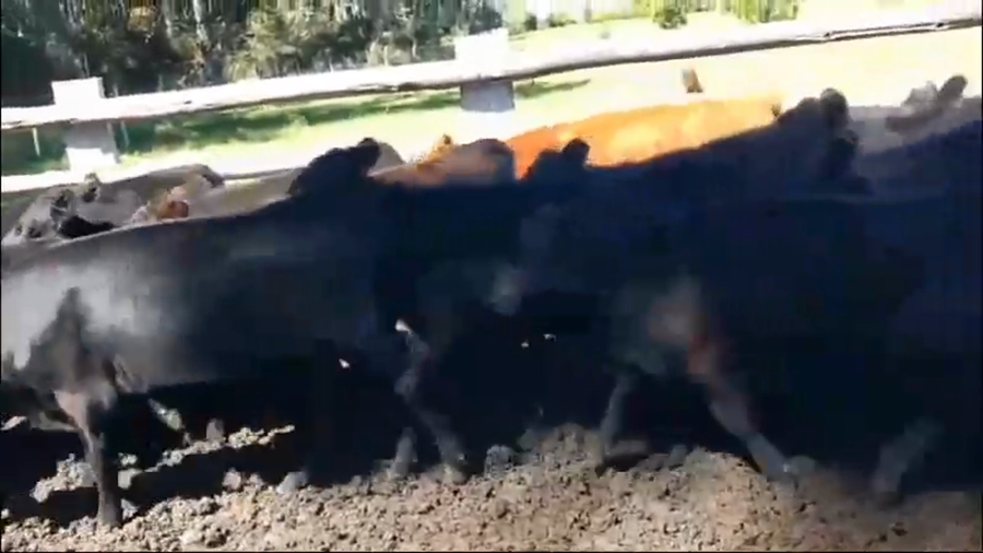 Lote 100 Terneros/as en Concordia, Entre Ríos