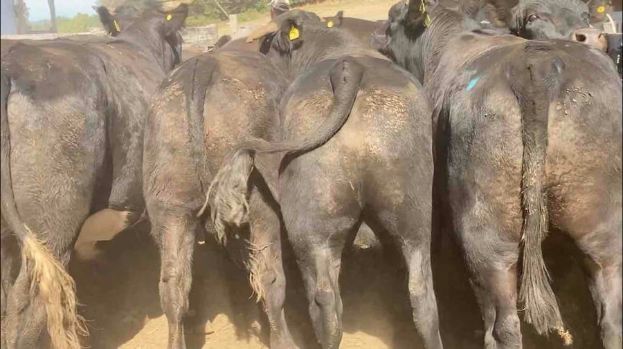 Lote 23 Novillo Gordo en Osorno, X Región Los Lagos