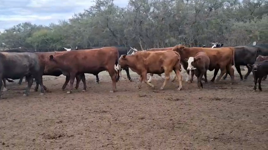 Lote 40 Vacas preñadas Cruzas en San Justo, Santa Fe