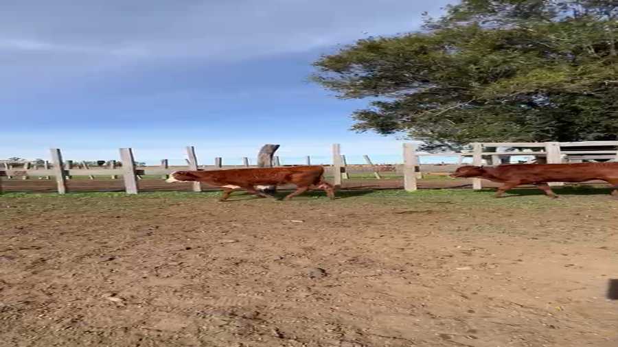 Lote 86 Terneros/as
