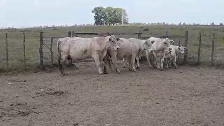 Lote PIEZAS DE CRIA PI