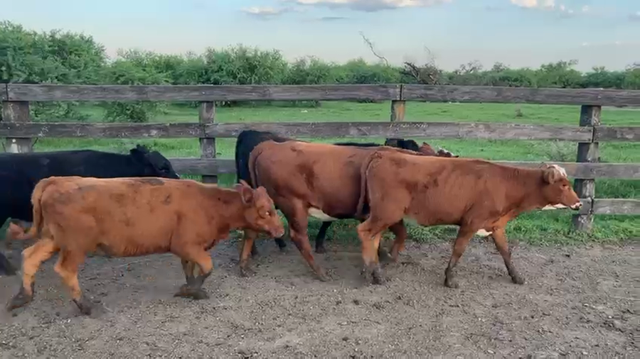 Lote 70 Terneras