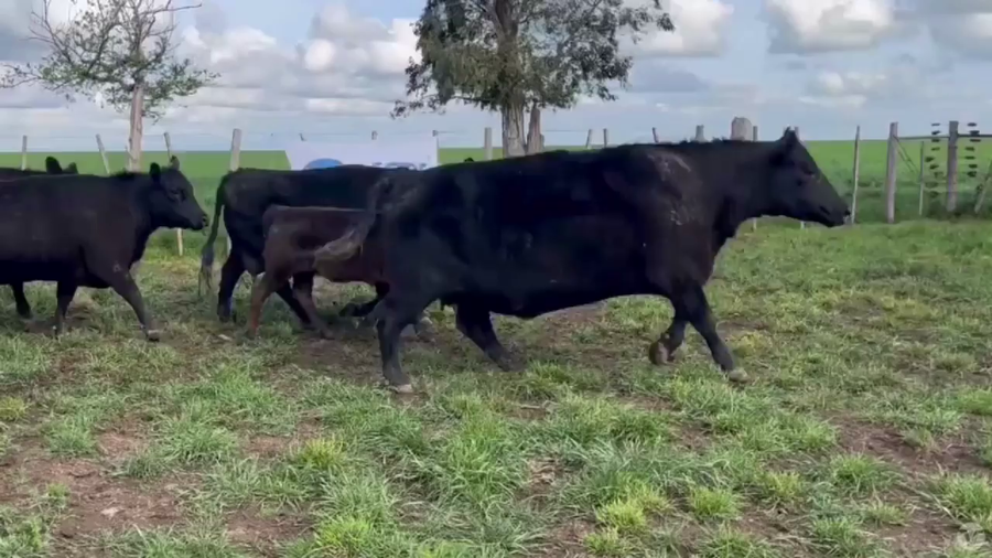 Lote 40 vacas con 40 crías al pie