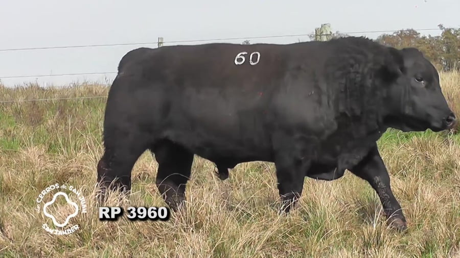 Lote Toro Aberdeen Angus SA de 3 años