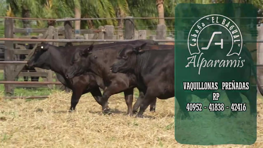 Lote Vaquillona preñada
