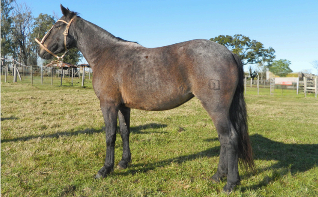 Lote MUCHACHA 199 DE NC