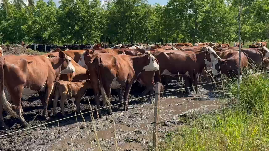 Lote 25 Vacas nuevas C/ cria en Entre Ríos, San José