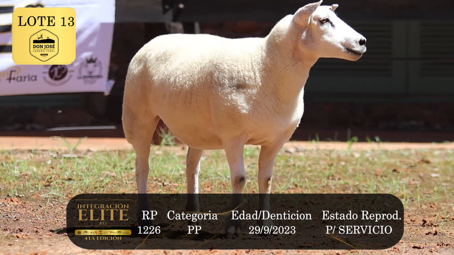 Lote LOTE 13