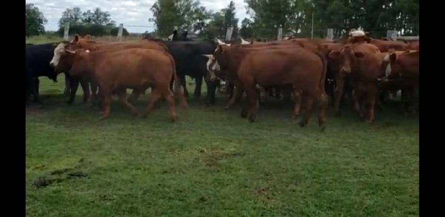 Lote 32 Novillos en Villaguay, Entre Ríos