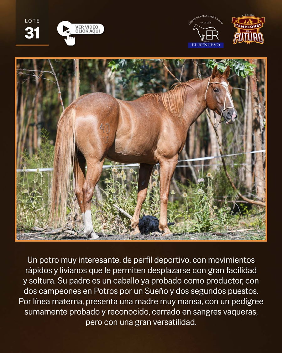 Lote AJENJO LAS NENAS