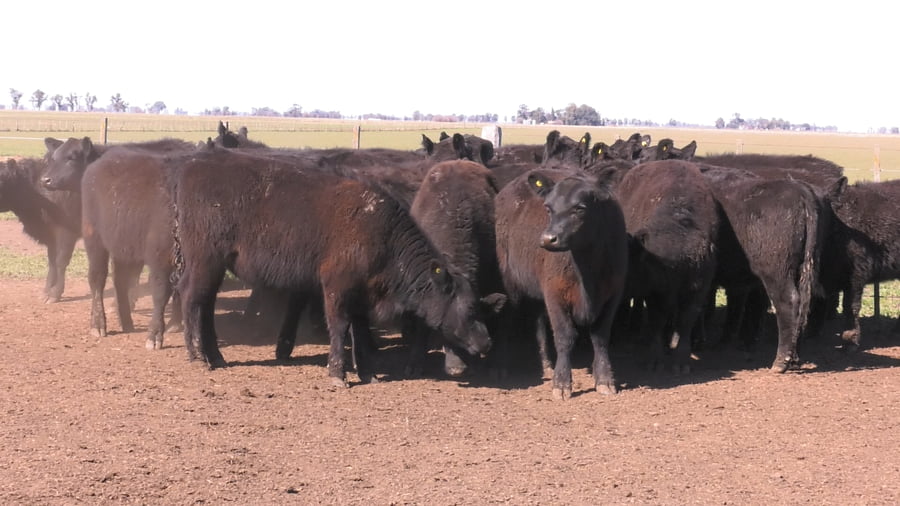 Lote VAQUILLONAS PURAS POR CRUZAS