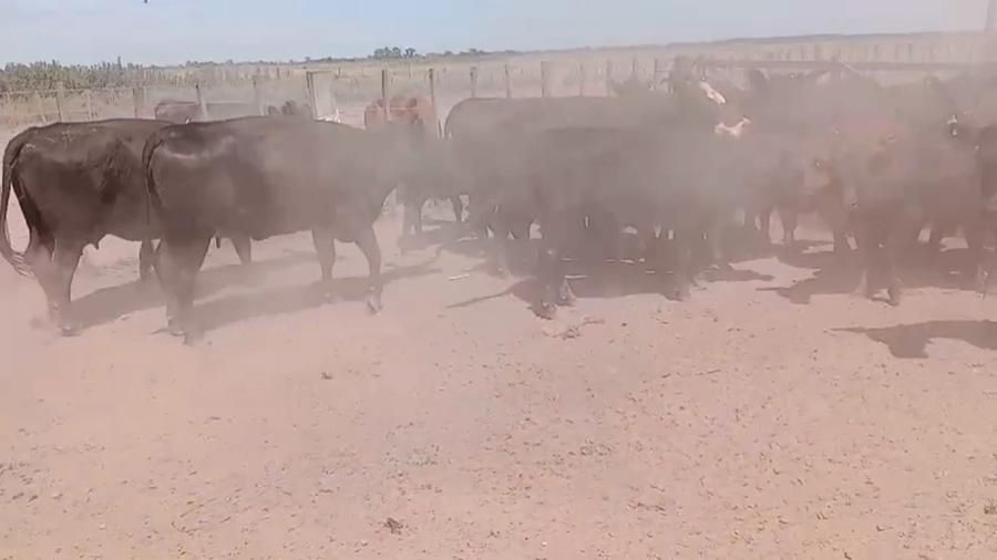 Lote 40 Vacas nuevas, medio diente y usadas al cte