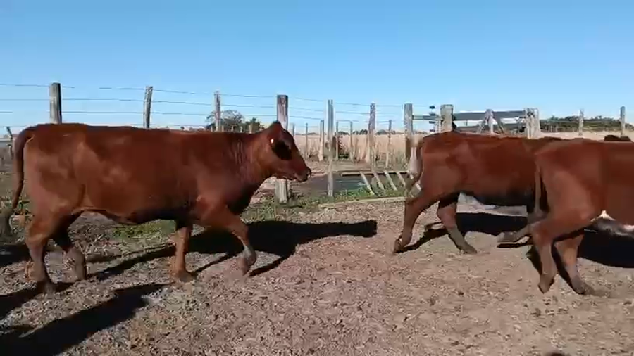 Lote 50 Vaquillonas en Corrientes, Mburucuyá