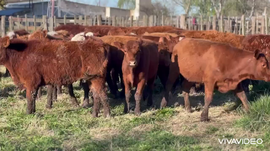Lote 110 Novillitos