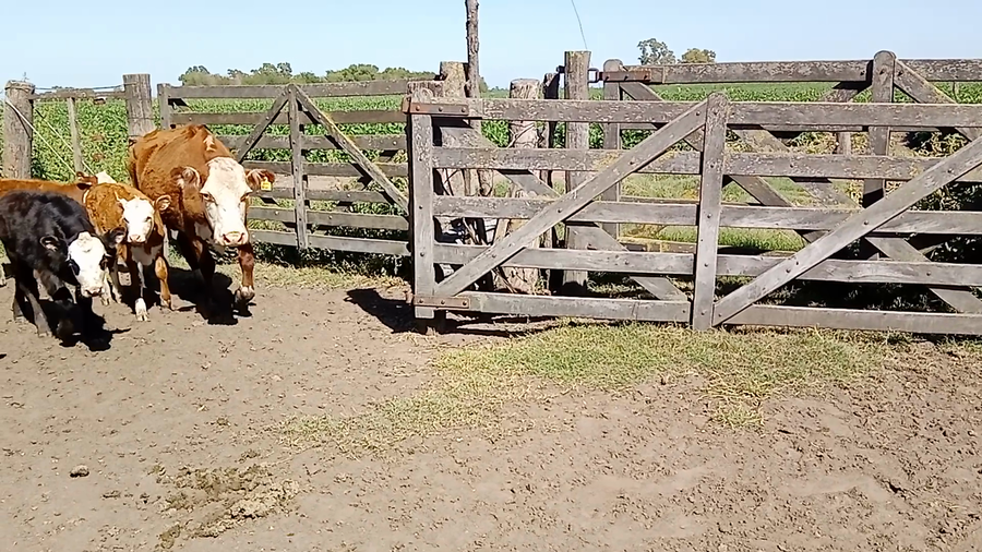 Lote 11 Vacas medio uso C/ cria en Salazar, Buenos Aires
