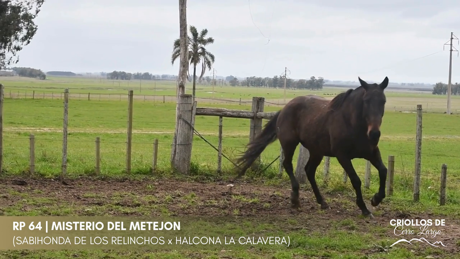 Lote Misterio del Metejon