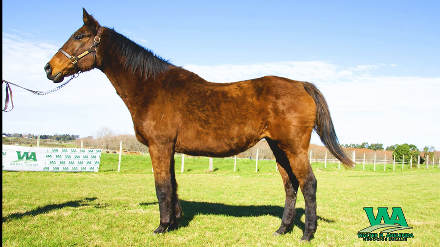 Lote PASSIONBYPASSION (Usa)