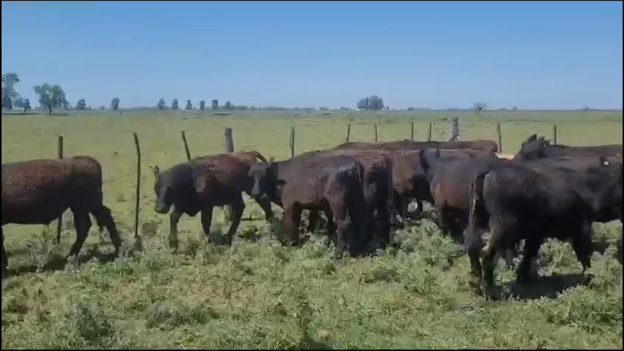 Lote 32 Terneros en Lobos, Buenos Aires
