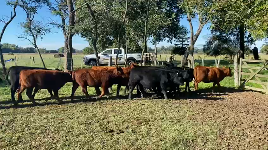 Lote 32 Terneros/as en Brandsen, Buenos Aires