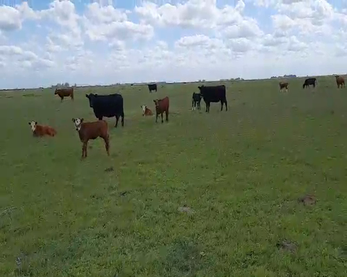 Lote 70 Terneros en Laprida, Buenos Aires