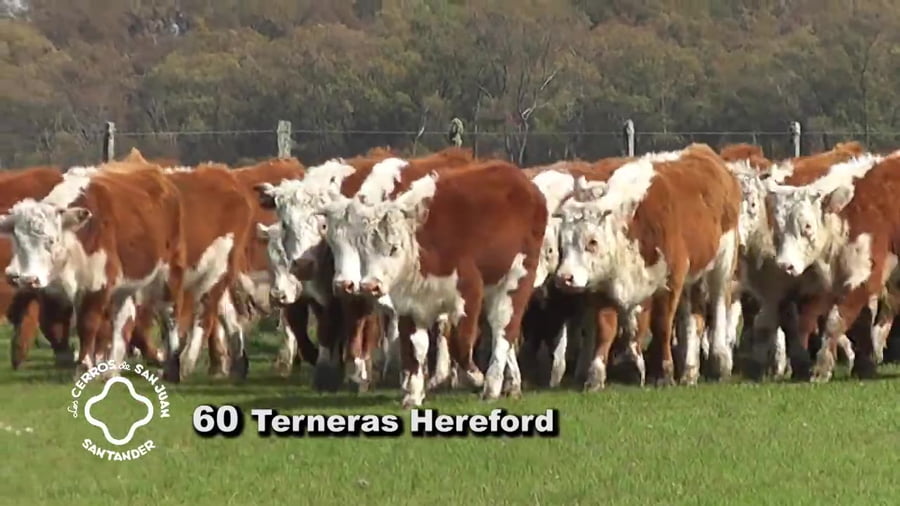 Lote 60 terneras