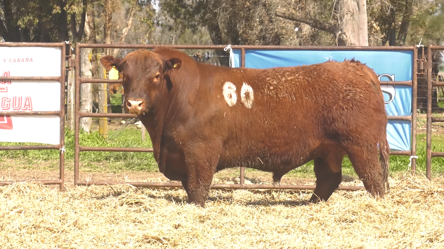 Lote TOROS ANGUS COLORADOS PC