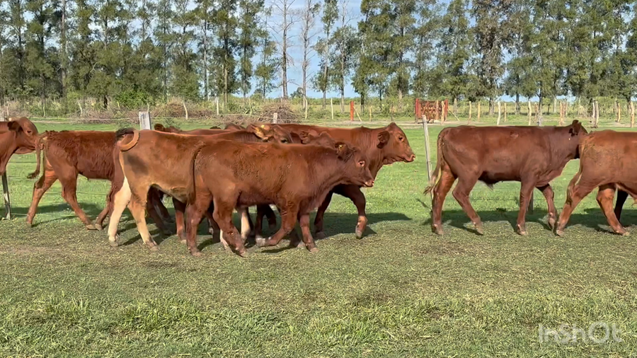 Lote 115 Terneros en Corrientes, Perugorría