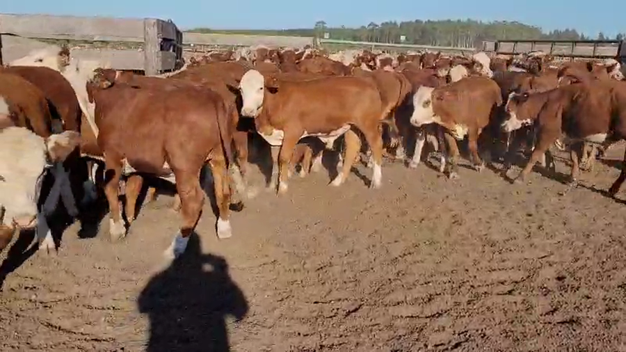 Lote 70 Terneros en Villaguay, Entre Ríos