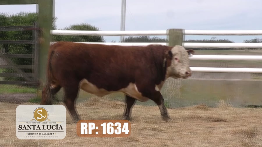 Lote Hereford