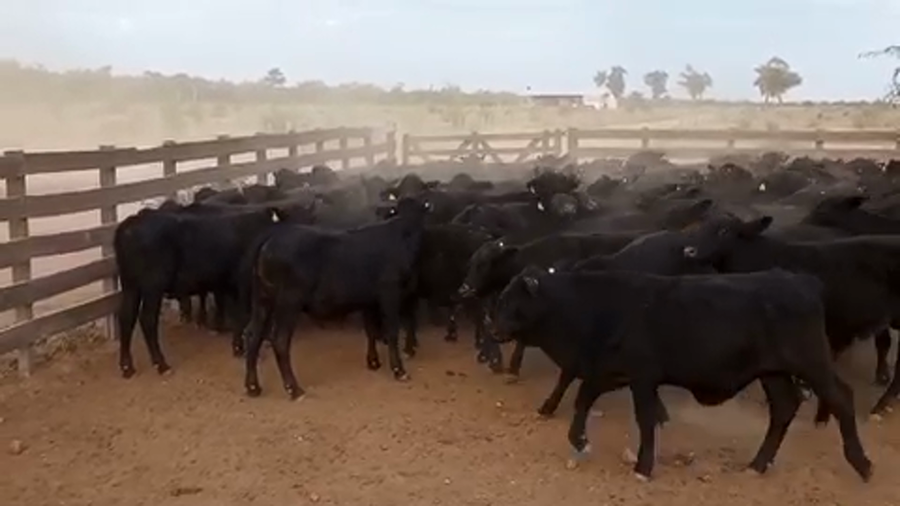 Lote 170 Novillitos en J.J. Castelli, Chaco