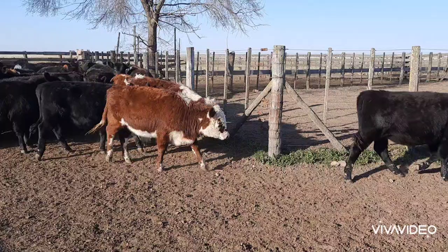 Lote 60 Terneras en Benito Juárez, Buenos Aires