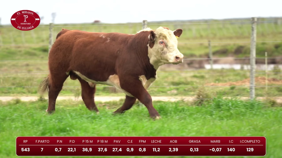 Lote Hereford